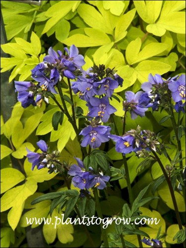 The purple flowers are in front a Gold Heart Bleeding Heart.